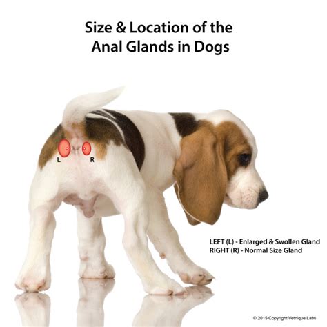 dogs anal glands leaking|Leaking Anal Glands in Dogs: Causes & Remedies